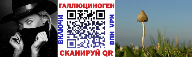 Псилоцибиновые грибы Cubensis  Купить где  Шлиссельбург 